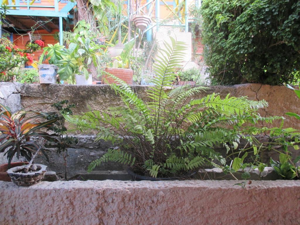Hotel Flemming Tree Providencia Island Экстерьер фото